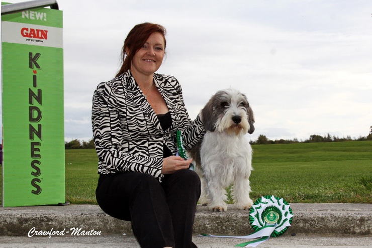 Petit basset sale griffon vendeen ireland